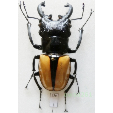 Odontolabis ludekingi (Vollenhoven, 1861) 61mm Indonesia, Sumatra Is23e